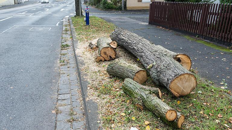 Nur noch der klein gesägte Stamm ist übrig geblieben von der stattlichen Linde in der Benno-Merkle-Straße.