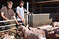 Strohschweine, wie sie Landwirtschaftsmeister Clemens Schmittfull (50) hält, werden zwar noch der konventionellen Haltung zugerechnet, dürfen aber an die frische Luft und können die Sonne genießen. Sein Sohn Jakob (21), ergänzt den Betrieb um die Sparte Geflügelhaltung.