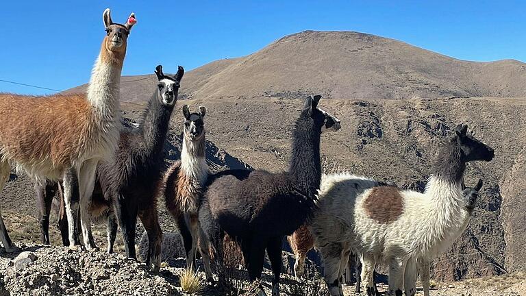 Das Alpaka ist eine aus den südamerikanischen Anden stammende, domestizierte Kamelart. In Peru gibt es circa 3,5 Millionen Tiere, was circa 80 Prozent des weltweiten Bestands entspricht. Das Alpaka ist eine aus den südamerikanischen Anden stammende, domestizierte Kamelart. In Peru gibt es circa 3,5 Millionen Tiere, was circa 80 Prozent des weltweiten Bestands entspricht.