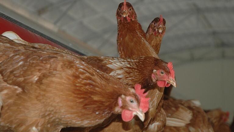 Noch sind keine Fälle von Vogelgrippe im Landkreis gemeldet worden, in Thüringen ist teilweise schon die Freilandhaltung von Geflügel untersagt.