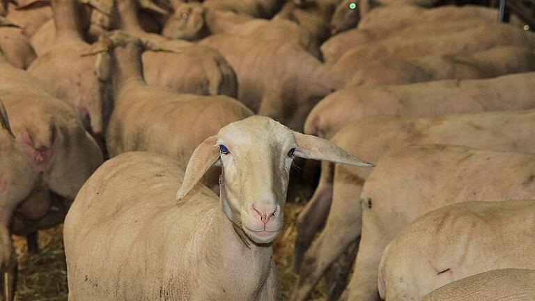 370 Mutterschafe und 60 Jungtiere stehen derzeit bei Schäfer Heinz Schmidt im Stall in Brünnau. In wenigen Wochen gehen sie wieder auf Wanderschaft.