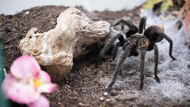 106869918.jpg       -  Worin liegt der Unterschied zwischen dieser Vogelspinne und einer Tarantel? Gibt es überhaupt einen?