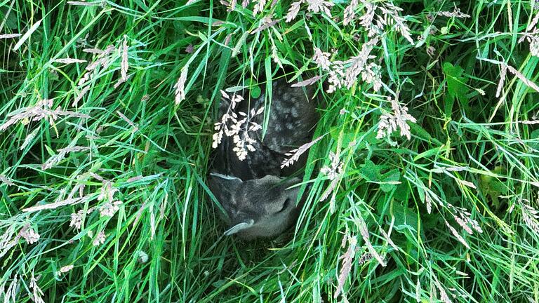 Ganz still und verborgen lag das Rehkitz im hohen Gras und ahnte noch nicht, dass es gleich in einem Korb vorsichtig aus der Wiese getragen wird. Ganz still und verborgen lag das Rehkitz im hohen Gras und ahnte noch nicht, dass es gleich in einem Korb vorsichtig aus der Wiese getragen wird. 