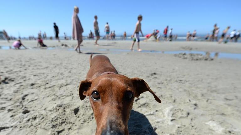 Urlaub mit Hund: Für den Notfall sollte der Halter einige Utensilien dabei haben. Foto: Marcus Brandt       -  Hund am Strand: Urlauber müssen mit Vierbeiner im Gepäck einige Regeln auf Mallorca beachten.