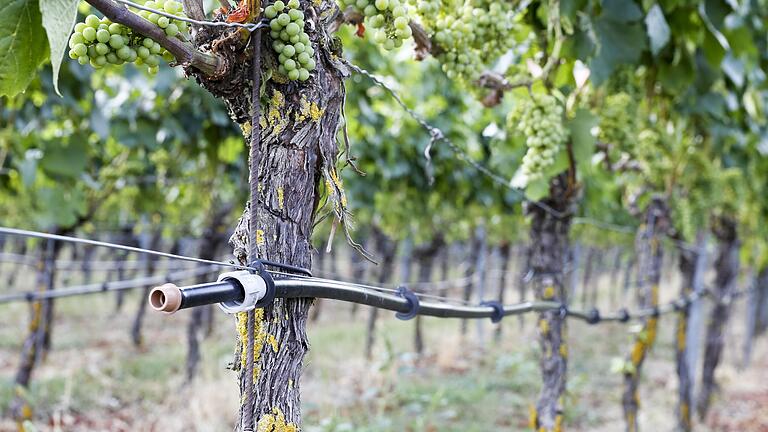 Tröpfchenbewässerung in den Weinbergen bei Nordheim am Main. In vielen Weinbauregionen Frankens muss künftig wohl beim Gießen der Reben nachgeholfen werden.