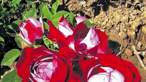 Neue Züchtung: die zweifarbige Rose der deutschen Einheit.