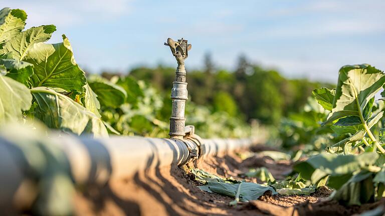 In den Landkreisen Würzburg, Schweinfurt und Kitzingen haben sich Landwirte und Winzer zu Bewässerungsverbänden zusammengeschlossen, zum Beispiel in Albertshofen.