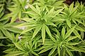 So sehen Cannabispflanzen aus.