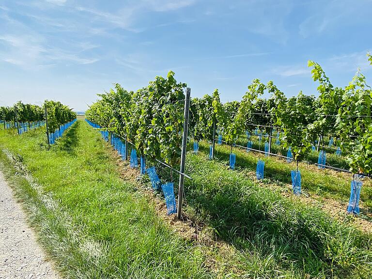 In den Weinbergen des Weingutes Mößlein hat sich das Begrünungsmanagement zwischen den Zeilen in diesem Jahr wieder voll ausgezahlt. Trotz der häufigen Feuchtigkeit konnten die Flächen wie hier am Zeilitzheimer Heiligenberg gefahrlos mit dem Traktor befahren werden. In den Weinbergen des Weingutes Mößlein hat sich das Begrünungsmanagement zwischen den Zeilen in diesem Jahr wieder voll ausgezahlt. Trotz der häufigen Feuchtigkeit konnten die Flächen wie hier am Zeilitzheimer Heiligenberg gefahrlos mit dem Traktor befahren werden.