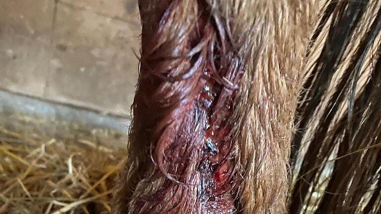 Vermutlich ein Wolf hat in Bad Kissingen-Hausen Pferd verletzt - An Jimmys Hinterlauf entdeckte Stefanie Maessen am Morgen eine tiefe Fleischwunde. Tierarzt und Jäger Dr. Helmut Fischer glaubt, dass ein Wolf der Verursacher war. Vermutlich ein Wolf hat in Bad Kissingen-Hausen Pferd verletzt - An Jimmys Hinterlauf entdeckte Stefanie Maessen am Morgen eine tiefe Fleischwunde. Tierarzt und Jäger Dr. Helmut Fischer glaubt, dass ein Wolf der Verursacher war.
