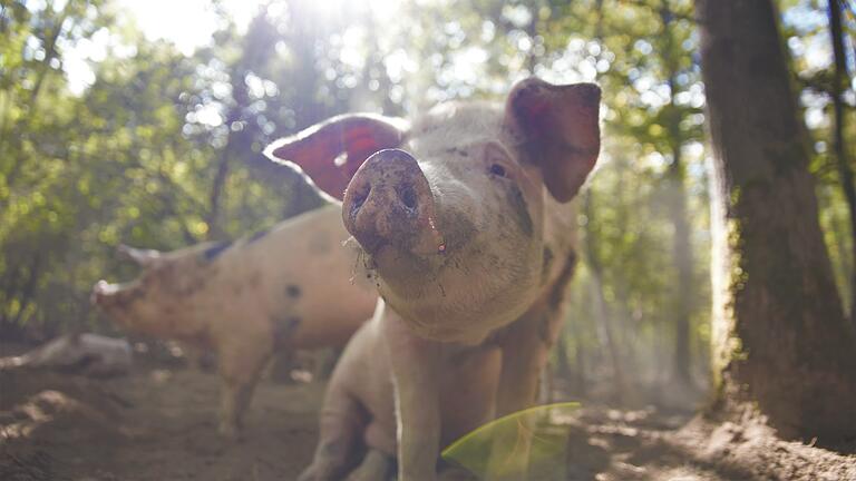 Die Iphöfer Eichelschweine sind auch Spitzenkoch Wolfgang Müller ein Begriff. Die Iphöfer Eichelschweine sind auch Spitzenkoch Wolfgang Müller ein Begriff.
