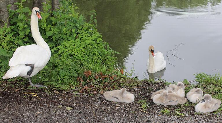 Am Vormittag war noch alles in Ordnung bei Familie Schwan in Prichsenstadt. Das Paar mit sechs Jungvögeln lebt an einem See am Rand der Stadt.