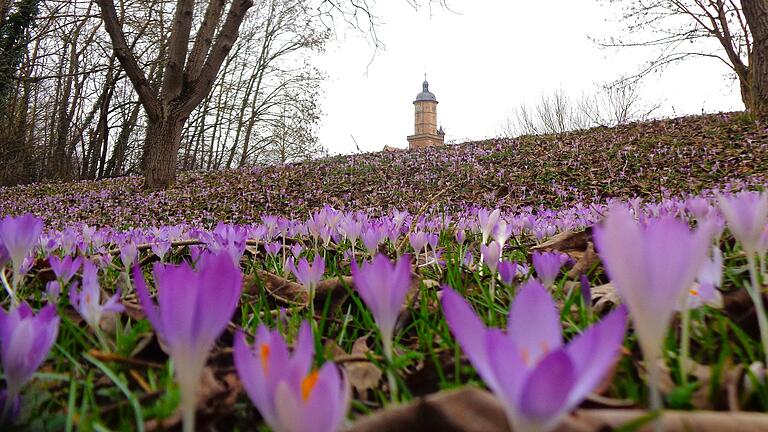 In Volkach blühen Krokusse zuhauf.