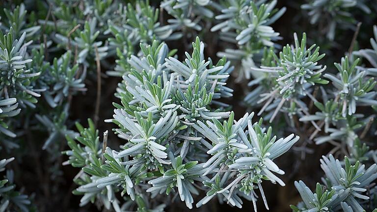 Wild wuchernder Lavendel im Kräutergarten in Oberzell.