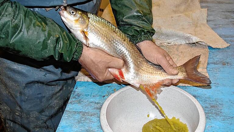 Vorsichtig werden einer erwachsenen Nase im Teichbetrieb des Bezirks Unterfranken die Eier abgestreift, um daraus Fischbrut zu gewinnen.