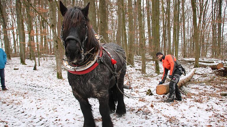 Ardenner-Wallach Konrad und Tobias Dotter sind ein eingespieltes Team: Wenn der Stamm an den Weg gezogen ist, macht Konrad wieder ein paar Schritte rückwärts, um die Kette zu entlasten. Fotos: Ralf Ruppert       -  Ardenner-Wallach Konrad und Tobias Dotter sind ein eingespieltes Team: Wenn der Stamm an den Weg gezogen ist, macht Konrad wieder ein paar Schritte rückwärts, um die Kette zu entlasten. Fotos: Ralf Ruppert