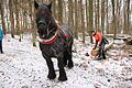 Ardenner-Wallach Konrad und Tobias Dotter sind ein eingespieltes Team: Wenn der Stamm an den Weg gezogen ist, macht Konrad wieder ein paar Schritte rückwärts, um die Kette zu entlasten. Fotos: Ralf Ruppert       -  Ardenner-Wallach Konrad und Tobias Dotter sind ein eingespieltes Team: Wenn der Stamm an den Weg gezogen ist, macht Konrad wieder ein paar Schritte rückwärts, um die Kette zu entlasten. Fotos: Ralf Ruppert