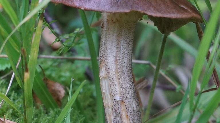 Birkenpilze, auch Birken-Röhrling, Kapuziner oder Geißpilz genannt, gelten als schmackhaft und saftig. Er ist ebenfalls selten und deshalb geschützt. Birkenpilze, auch Birken-Röhrling, Kapuziner oder Geißpilz genannt, gelten als schmackhaft und saftig. Er ist ebenfalls selten und deshalb geschützt.