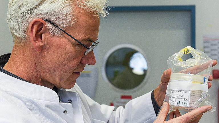 Knorpel wächst im Knie nicht nach. Im Labor aber schon. Würzburger Wissenschaftler stellen neues Gewebe für Transplantationen her. Man nehme Zellen aus der Nase und mache daraus welche fürs Knie. Was ein bisschen nach Frankenstein klingt, testet das EU Forschungsprojekt Bio-Chip gerade an über 100 Patienten. Der Würzburger Part dabei: Im Translationszentrum des Fraunhofer-Instituts für Silicatforschung erzeugen Dr. Oliver Pullig und sein Team aus den Zellen der Nase das Implantat fürs Knie. Das sechs Millimeter Durchmesser große Stückchen Nasenknorpel ist am Vortag in Basel ambulant einen Menschen mit einer Knieknorpelverletzung entnommen worden. Ein Bote hat es über Nacht nach Würzburg gefahren. In zweieinhalb Wochen wird ein drei mal vier Zentimeter großes Implantat zurück nach Basel geschickt. „Das ist dann das fünfzehnte, berichtet Privatdozent Pullig. Die ersten Knie-Ersatzteile haben Würzburg Mitte 2017 verlassen. Rund fünf Millionen Euro investiert die EU in das Projekt „Biotechnologisch erzeugte Implantate zur Knorpelheilung bei Patienten“. Beteiligt sind daran Forschungseinrichtungen in Basel, Freiburg, Mailand, Zagreb und Würzburg. Im Reinraumlabor der Kinderklinik des Würzburger Universitätsklinikums zerkleinert Tanja Kraus das stecknadelkopfgroße Knorpelstückchen vorsichtig mit dem Skalpell. Sie arbeitet im „Allerheiligsten“ des gesamten Prozesses, zu dem nur eine Handvoll Mitarbeiter Zugang haben. Den „Hochsicherheitstrakt“ betritt man in sterilen Gewändern, mit Mund- und Haarschutz. „Mit Schnupfen darf hier keiner rein“, erzählt die Biologisch-Technische Assistentin. Grund der strengen Hygienevorschriften: Was jetzt in der Petrischale isoliert, gewaschen und dann per Pipette in die winzige Vertiefungen einer Mikrotiterplatte verteilt wird, wächst in den nächsten Tagen zum Transplantat heran. Dieses wird dann in das Knie des Menschen eingepflanzt, dem der Nasenknorpel entnommen wurden. Jede fremde Zelle, jeder Erreger der sich jetzt unter diese Zellen mischen würde, könnte deren Wachstum stören. Oder – noch schlimmer – den fertigen, neuen „Ersatzknorpel“ verunreinigen, so dass es später im Knie zu schweren Entzündungsreaktionen kommen würde. „Für die bestmögliche Patientensicherheit müssen wir die gleichen strengen Qualitätsrichtlinien wie ein Pharmaunternehmen erfüllen. Das gilt für die Produktion im Reinraumlabor ebenso wie für die bis ins kleinste Detail definierte Abläufe des gesamten Verfahrens und den hohen Dokumentationsaufwand“, erklärt der Biologie Pullig. Da er bereits andere medizinische Forschungsprojekte geleitet hat, ist ihm dieses Thema nicht fremd. Aber: „Dieses Mal sind wir natürlich sehr nah am Patienten.“ Als nächster Schritt im Reinraumlabor kommt das Enzym Kollagenase zum Einsatz. Es löst im zerkleinerten Gewebe die Matrix auf, in der Zellen eingebettet sind. Anschließend werden diese gewaschen und per Pipette tröpfchenweise in die Vertiefungen einer Mikrotiterplatte gesetzt. Jetzt geht es in den Brutschrank. Bei 37 Grad teilen sich die Zellen. „Wie schnell sie das tun, ist je nach Patienten unterschiedlich“, weiß Assistentin Kraus. Knorpel ist ein Wunderwerk des Körpers. Das Stützgewebe ist elastisch und fest zugleich. Beim Treppe steigen muss das Kniegelenk eine 80 Kilogramm schweren Menschen 280 Kilogramm Gewicht aushalten. Sein reibungsloses Funktionieren garantiert der Knorpel zwischen den Knochen. Die Knorpelzellen sind in die Matrix eingebettet, die hauptsächlich aus Wasser, gequollenen Zuckereiweißen und kollagenen Fasern besteht. Sie verleihen dem Knorpel die typische Robustheit gegen Zug- und Scherkräfte und gleichzeitig die Geschmeidigkeit eines Miniaturwasserbetts: Bei Belastung entweicht Wasser ins Gelenk, bei Entlastung strömt es wieder zurück. Zwei weitere wichtige Eigenschaften hat Knorpel: Ihn Durchziehen keine Nerven, Beschädigungen spürt man deshalb lange nicht – selbst wenn sich Gewebepartikel zu lösen und gefährlich zu scheuern beginnen. Erst wenn sich die etwa sechs Millimeter dicke Knorpelschicht im Knie soweit abgebaut hat, dass die Schleimhaut anschwillt, meldet sich der Schmerz. Dann ist die Arthrose (Gelenkverschleiß) aber schon sehr weit fortgeschritten. Außerdem fließt kein Blut durch den Knorpel. Seine Zellen werden nur langsam durch Diffusion versorgt. Rasche Zellerneuerung, zu der zum Beispiel die Haut fähig ist, kann Knorpelgewebe nicht. Im Labor ist das möglich. Etwa eine Woche nach der Biopsie sind die Zellen im Brutschrank so gut gewachsen, dass sie umgesiedelt werden können. Tanja Kraus verteilt sie vorsichtig auf vier Plastikflaschen. Diese sind mit einer Nährlösung gefüllt, die mit Wachstumsfaktoren und dem Serum des Patienten angereichert wurde. Dieses wässrige Medium versorgt die Zellen mit allem was sie brauchen, um sich weiter zu teilen. Der Aufwand Knorpelgewebe außerhalb des Körpers zu züchten ist also groß, aber gleichzeitig eine große Chance. Denn Knorpelschäden sind eine Volkskrankheit. So gibt die Apotheken Umschau an, dass die Kniegelenke von rund zu fünf Millionen Deutsche geschädigt sind. „Unsere Zielgruppe sind aber keine Patienten mit Arthrose, sondern Patienten mit örtlich begrenzten, klar umrissenen Knorpeldefekten, wie sie nach Unfällen oder Sportverletzungen auftreten“, stellt Biologe Pullig klar. Denn nur bei diesen sei noch genug gesundes Knorpelgewebe vorhanden, um das gezüchtete Gewebe auch dauerhaft am Patientenknorpel zu befestigen. „Bei fortgeschrittener Arthrose geht das leider nicht, da zu wenig Knorpelschicht da ist.“ Im Reinraumlabor löst Tanja Kraus nach einer Woche die Zellen mit dem Enzym Trypsin vom Boden der Flaschen. Dann kommt ein winziges Tröpfchen auf einen speziellen Objektträger. Dieser ist in genormte Volumina unterteilt, die sogenannten Zählkammern. Unter dem Lichtmikroskop zählen zwei Mitarbeiterinnen wie viele lebende Zellen in dieser Kammer sind und rechnen mit diesem Wert die Anzahl der vermehrten Zellen aus. „Wenn wir 50 Millionen haben, ist das eine gute Ausgangslage“, erklärt Laborfachfrau Kraus. Bislang sei das bei allen Proben gelungen. „In der Regel haben wir sogar mehr als die nötigen 50 Millionen“. „Die Knorpelzellen aus der Nase sind denen des Knies sehr ähnlich“, erläutert Pullig. „Sie sind mechanisch belastbar und sie lassen sich auch bei älteren Patienten besonders gut vermehren.“ Außerdem erfolgt der Schnitt in die Nase ambulant und das ohnehin schon angegriffene Knie des Patienten muss nicht verletzt werden. Und der dritte Vorteil: Die vermehrten Nasenzellen bilden in vitro, außerhalb des Organismus, Knorpelgewebe aus. Das ist der nächste Schritt im Reinraumlabor. Die rund 50 Millionen Knorpelzellen werden auf ein drei mal vier Zentimeter große Stück Membran aus Schweine-Collagen gegeben. Diese Strukturproteine bauen die menschlichen Zellen um, indem sie eigene knorpeltypische Proteine erzeugen, die bald die Membran durchziehen. In der klinischen Studie werden zwei Varianten verwendet: In einer lässt man die Knorpelzellen zwei Tage auf der Membran reifen, in der anderen zwei Wochen. „Ein Ziel der Studie ist, den Einfluss des Reifegrades auf die klinische Wirksamkeit zu untersuchen. Sollte die zweitägige Laborreifung für einen Therapieerfolg ausreichend sein, würde diese Beschleunigung helfen, das bislang noch sehr teure Herstellungsverfahren günstiger zu machen“, erläutert Pullig. Ebenso werden viele andere Faktoren des Prozesses – wie zum Beispiel Alter oder Körpergewicht der Patienten – untersucht. Die Zellen aus Basel reiften dieses Mal nur zwei Tag und zweieinhalb Wochen nach der Ankunft ist das Transplantat fertig. Die Endkontrolle hat stattgefunden, die Transportbox ist gekühlt, der Bote wartet im Auto. Währenddessen die veränderten Nasenzellen über die Autobahn zurück in die Schweiz fahren, begibt sich in Basel der Patient wieder ins Krankenhaus. Am Morgen wird ein Ärzteteam das Knie des Patienten öffnen und das gezüchtete Gewebe implantieren. 35 Knieverletzte haben bislang ein aus Nasenknorpel hergestelltes Transplantat eingepflanzt bekommen – Probleme gab es bislang keine. Doch erst am Ende der vierjährigen Studie wird man wissen, ob die in Würzburg hergestellten neuartigen Gewebe Knorpelverletzungen tatsächlich heilen. Knorpel wächst im Knie nicht nach. Im Labor aber schon. Würzburger Wissenschaftler stellen neues Gewebe für Transplantationen her. Man nehme Zellen aus der Nase und mache daraus welche fürs Knie. Was ein bisschen nach Frankenstein klingt, testet das EU Forschungsprojekt Bio-Chip gerade an über 100 Patienten. Der Würzburger Part dabei: Im Translationszentrum des Fraunhofer-Instituts für Silicatforschung erzeugen Dr. Oliver Pullig und sein Team aus den Zellen der Nase das Implantat fürs Knie. Das sechs Millimeter Durchmesser große Stückchen Nasenknorpel ist am Vortag in Basel ambulant einen Menschen mit einer Knieknorpelverletzung entnommen worden. Ein Bote hat es über Nacht nach Würzburg gefahren. In zweieinhalb Wochen wird ein drei mal vier Zentimeter großes Implantat zurück nach Basel geschickt. „Das ist dann das fünfzehnte, berichtet Privatdozent Pullig. Die ersten Knie-Ersatzteile haben Würzburg Mitte 2017 verlassen. Rund fünf Millionen Euro investiert die EU in das Projekt „Biotechnologisch erzeugte Implantate zur Knorpelheilung bei Patienten“. Beteiligt sind daran Forschungseinrichtungen in Basel, Freiburg, Mailand, Zagreb und Würzburg. Im Reinraumlabor der Kinderklinik des Würzburger Universitätsklinikums zerkleinert Tanja Kraus das stecknadelkopfgroße Knorpelstückchen vorsichtig mit dem Skalpell. Sie arbeitet im „Allerheiligsten“ des gesamten Prozesses, zu dem nur eine Handvoll Mitarbeiter Zugang haben. Den „Hochsicherheitstrakt“ betritt man in sterilen Gewändern, mit Mund- und Haarschutz. „Mit Schnupfen darf hier keiner rein“, erzählt die Biologisch-Technische Assistentin. Grund der strengen Hygienevorschriften: Was jetzt in der Petrischale isoliert, gewaschen und dann per Pipette in die winzige Vertiefungen einer Mikrotiterplatte verteilt wird, wächst in den nächsten Tagen zum Transplantat heran. Dieses wird dann in das Knie des Menschen eingepflanzt, dem der Nasenknorpel entnommen wurden. Jede fremde Zelle, jeder Erreger der sich jetzt unter diese Zellen mischen würde, könnte deren Wachstum stören. Oder – noch schlimmer – den fertigen, neuen „Ersatzknorpel“ verunreinigen, so dass es später im Knie zu schweren Entzündungsreaktionen kommen würde. „Für die bestmögliche Patientensicherheit müssen wir die gleichen strengen Qualitätsrichtlinien wie ein Pharmaunternehmen erfüllen. Das gilt für die Produktion im Reinraumlabor ebenso wie für die bis ins kleinste Detail definierte Abläufe des gesamten Verfahrens und den hohen Dokumentationsaufwand“, erklärt der Biologie Pullig. Da er bereits andere medizinische Forschungsprojekte geleitet hat, ist ihm dieses Thema nicht fremd. Aber: „Dieses Mal sind wir natürlich sehr nah am Patienten.“ Als nächster Schritt im Reinraumlabor kommt das Enzym Kollagenase zum Einsatz. Es löst im zerkleinerten Gewebe die Matrix auf, in der Zellen eingebettet sind. Anschließend werden diese gewaschen und per Pipette tröpfchenweise in die Vertiefungen einer Mikrotiterplatte gesetzt. Jetzt geht es in den Brutschrank. Bei 37 Grad teilen sich die Zellen. „Wie schnell sie das tun, ist je nach Patienten unterschiedlich“, weiß Assistentin Kraus. Knorpel ist ein Wunderwerk des Körpers. Das Stützgewebe ist elastisch und fest zugleich. Beim Treppe steigen muss das Kniegelenk eine 80 Kilogramm schweren Menschen 280 Kilogramm Gewicht aushalten. Sein reibungsloses Funktionieren garantiert der Knorpel zwischen den Knochen. Die Knorpelzellen sind in die Matrix eingebettet, die hauptsächlich aus Wasser, gequollenen Zuckereiweißen und kollagenen Fasern besteht. Sie verleihen dem Knorpel die typische Robustheit gegen Zug- und Scherkräfte und gleichzeitig die Geschmeidigkeit eines Miniaturwasserbetts: Bei Belastung entweicht Wasser ins Gelenk, bei Entlastung strömt es wieder zurück. Zwei weitere wichtige Eigenschaften hat Knorpel: Ihn Durchziehen keine Nerven, Beschädigungen spürt man deshalb lange nicht – selbst wenn sich Gewebepartikel zu lösen und gefährlich zu scheuern beginnen. Erst wenn sich die etwa sechs Millimeter dicke Knorpelschicht im Knie soweit abgebaut hat, dass die Schleimhaut anschwillt, meldet sich der Schmerz. Dann ist die Arthrose (Gelenkverschleiß) aber schon sehr weit fortgeschritten. Außerdem fließt kein Blut durch den Knorpel. Seine Zellen werden nur langsam durch Diffusion versorgt. Rasche Zellerneuerung, zu der zum Beispiel die Haut fähig ist, kann Knorpelgewebe nicht. Im Labor ist das möglich. Etwa eine Woche nach der Biopsie sind die Zellen im Brutschrank so gut gewachsen, dass sie umgesiedelt werden können. Tanja Kraus verteilt sie vorsichtig auf vier Plastikflaschen. Diese sind mit einer Nährlösung gefüllt, die mit Wachstumsfaktoren und dem Serum des Patienten angereichert wurde. Dieses wässrige Medium versorgt die Zellen mit allem was sie brauchen, um sich weiter zu teilen. Der Aufwand Knorpelgewebe außerhalb des Körpers zu züchten ist also groß, aber gleichzeitig eine große Chance. Denn Knorpelschäden sind eine Volkskrankheit. So gibt die Apotheken Umschau an, dass die Kniegelenke von rund zu fünf Millionen Deutsche geschädigt sind. „Unsere Zielgruppe sind aber keine Patienten mit Arthrose, sondern Patienten mit örtlich begrenzten, klar umrissenen Knorpeldefekten, wie sie nach Unfällen oder Sportverletzungen auftreten“, stellt Biologe Pullig klar. Denn nur bei diesen sei noch genug gesundes Knorpelgewebe vorhanden, um das gezüchtete Gewebe auch dauerhaft am Patientenknorpel zu befestigen. „Bei fortgeschrittener Arthrose geht das leider nicht, da zu wenig Knorpelschicht da ist.“ Im Reinraumlabor löst Tanja Kraus nach einer Woche die Zellen mit dem Enzym Trypsin vom Boden der Flaschen. Dann kommt ein winziges Tröpfchen auf einen speziellen Objektträger. Dieser ist in genormte Volumina unterteilt, die sogenannten Zählkammern. Unter dem Lichtmikroskop zählen zwei Mitarbeiterinnen wie viele lebende Zellen in dieser Kammer sind und rechnen mit diesem Wert die Anzahl der vermehrten Zellen aus. „Wenn wir 50 Millionen haben, ist das eine gute Ausgangslage“, erklärt Laborfachfrau Kraus. Bislang sei das bei allen Proben gelungen. „In der Regel haben wir sogar mehr als die nötigen 50 Millionen“. „Die Knorpelzellen aus der Nase sind denen des Knies sehr ähnlich“, erläutert Pullig. „Sie sind mechanisch belastbar und sie lassen sich auch bei älteren Patienten besonders gut vermehren.“ Außerdem erfolgt der Schnitt in die Nase ambulant und das ohnehin schon angegriffene Knie des Patienten muss nicht verletzt werden. Und der dritte Vorteil: Die vermehrten Nasenzellen bilden in vitro, außerhalb des Organismus, Knorpelgewebe aus. Das ist der nächste Schritt im Reinraumlabor. Die rund 50 Millionen Knorpelzellen werden auf ein drei mal vier Zentimeter große Stück Membran aus Schweine-Collagen gegeben. Diese Strukturproteine bauen die menschlichen Zellen um, indem sie eigene knorpeltypische Proteine erzeugen, die bald die Membran durchziehen. In der klinischen Studie werden zwei Varianten verwendet: In einer lässt man die Knorpelzellen zwei Tage auf der Membran reifen, in der anderen zwei Wochen. „Ein Ziel der Studie ist, den Einfluss des Reifegrades auf die klinische Wirksamkeit zu untersuchen. Sollte die zweitägige Laborreifung für einen Therapieerfolg ausreichend sein, würde diese Beschleunigung helfen, das bislang noch sehr teure Herstellungsverfahren günstiger zu machen“, erläutert Pullig. Ebenso werden viele andere Faktoren des Prozesses – wie zum Beispiel Alter oder Körpergewicht der Patienten – untersucht. Die Zellen aus Basel reiften dieses Mal nur zwei Tag und zweieinhalb Wochen nach der Ankunft ist das Transplantat fertig. Die Endkontrolle hat stattgefunden, die Transportbox ist gekühlt, der Bote wartet im Auto. Währenddessen die veränderten Nasenzellen über die Autobahn zurück in die Schweiz fahren, begibt sich in Basel der Patient wieder ins Krankenhaus. Am Morgen wird ein Ärzteteam das Knie des Patienten öffnen und das gezüchtete Gewebe implantieren. 35 Knieverletzte haben bislang ein aus Nasenknorpel hergestelltes Transplantat eingepflanzt bekommen – Probleme gab es bislang keine. Doch erst am Ende der vierjährigen Studie wird man wissen, ob die in Würzburg hergestellten neuartigen Gewebe Knorpelverletzungen tatsächlich heilen.