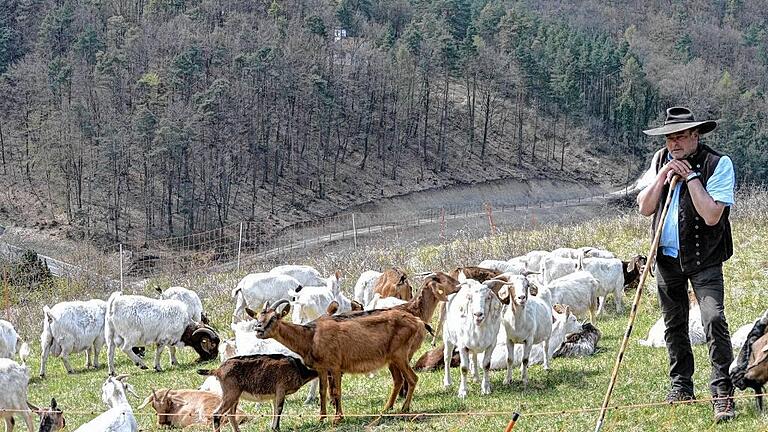 Landschaftspflege für wenig Geld: Rhönschäfer Dietmar Weckbach liefert Anfang kommender Wochen 30 Ziegen an der Mainleite ab.