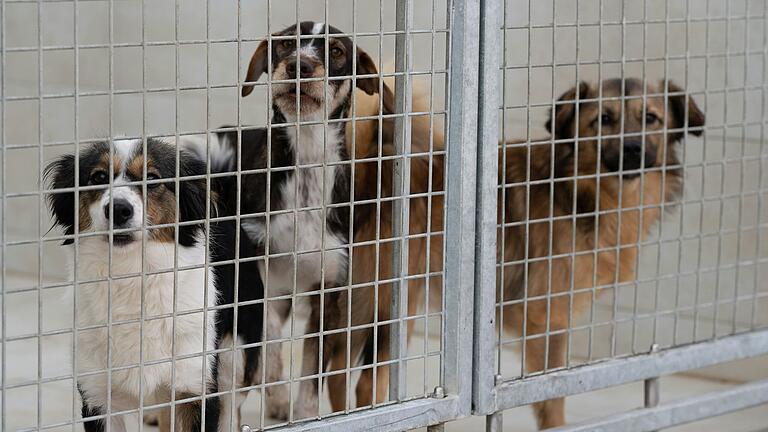 Acht 'uralte, aber lebensfrohe Tiere' hat Dauth nach eigenen Angaben in der Pflege, für die er ein Tierheim bauen möchte.