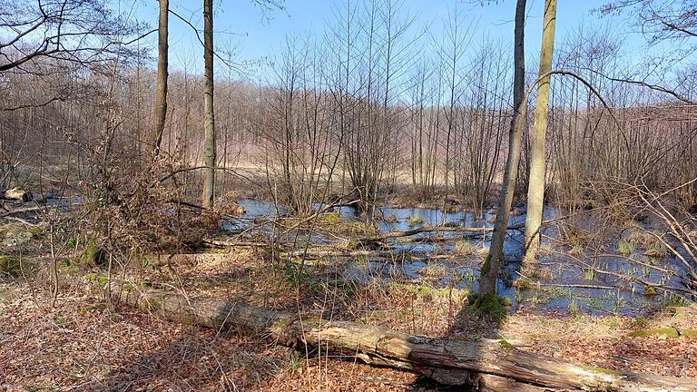 Eines der Highlights auf der Lieblingsstrecke von Lisa Heinrichs ist das Blutseemoor im Irtenberger Wald.