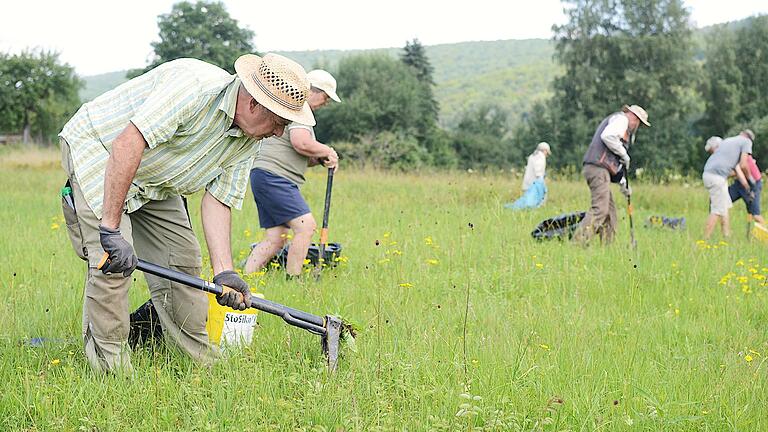 Freiwillige bekämpfen das Wasserkreuzkraut im Naturschutzgebiet Sinngrund.