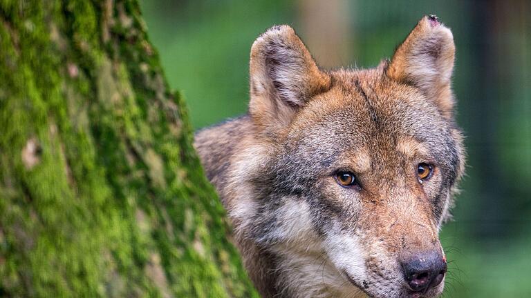 Abschussverordnung für Wölfe in Tirol in Kraft.jpeg - Naturschützer heißen den Wolf willkommen. Doch in Bayern gibt es heftige Widerstände aus der Almwirtschaft. Abschussverordnung für Wölfe in Tirol in Kraft.jpeg - Naturschützer heißen den Wolf willkommen. Doch in Bayern gibt es heftige Widerstände aus der Almwirtschaft.