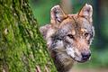 Abschussverordnung für Wölfe in Tirol in Kraft.jpeg       -  Naturschützer heißen den Wolf willkommen. Doch in Bayern gibt es heftige Widerstände aus der Almwirtschaft.