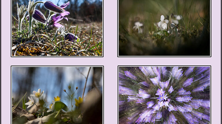 Frühlingsimpressionen von Agnes Losse zeigt die Fotogruppe Lauda derzeit in den Funke-Schaufenstern. Frühlingsimpressionen von Agnes Losse zeigt die Fotogruppe Lauda derzeit in den Funke-Schaufenstern.