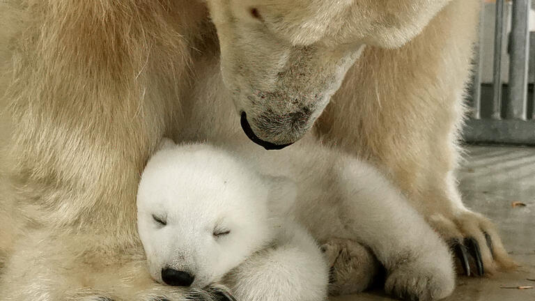 405980599.jpg       -  Eisbärendame Victoria mit ihrem Baby. Im Tierpark Hagenbeck wurde nun Kontakt zu dem Eisbärenjungen aufgenommen.