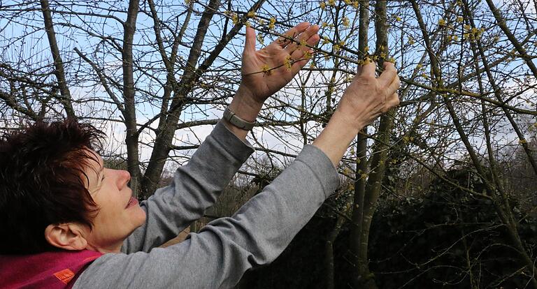 Ulrike Steigerwald zeigt die Kornelkirsche im Garten, die ein Frühblüher und somit ein gefragte Anlaufstelle für Bienen ist.&nbsp;