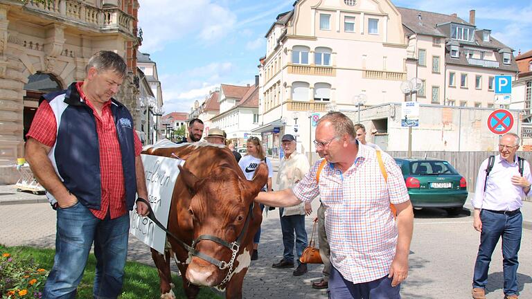 Passanten streicheln Cilly, andere diskutieren mit den Landwirten: Landwirt Alfred Greubel aus Elfershausen führte gestern seine zahmste und demonstrationserfahrenste Kuh schon mal zur Probe durch die Bad Kissinger Innenstadt. Kommenden Freitag wird es ernst. Foto: Ralf Ruppert       -  Passanten streicheln Cilly, andere diskutieren mit den Landwirten: Landwirt Alfred Greubel aus Elfershausen führte gestern seine zahmste und demonstrationserfahrenste Kuh schon mal zur Probe durch die Bad Kissinger Innenstadt. Kommenden Freitag wird es ernst. Foto: Ralf Ruppert