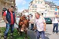 Passanten streicheln Cilly, andere diskutieren mit den Landwirten: Landwirt Alfred Greubel aus Elfershausen führte gestern seine zahmste und demonstrationserfahrenste Kuh schon mal zur Probe durch die Bad Kissinger Innenstadt. Kommenden Freitag wird es ernst. Foto: Ralf Ruppert       -  Passanten streicheln Cilly, andere diskutieren mit den Landwirten: Landwirt Alfred Greubel aus Elfershausen führte gestern seine zahmste und demonstrationserfahrenste Kuh schon mal zur Probe durch die Bad Kissinger Innenstadt. Kommenden Freitag wird es ernst. Foto: Ralf Ruppert