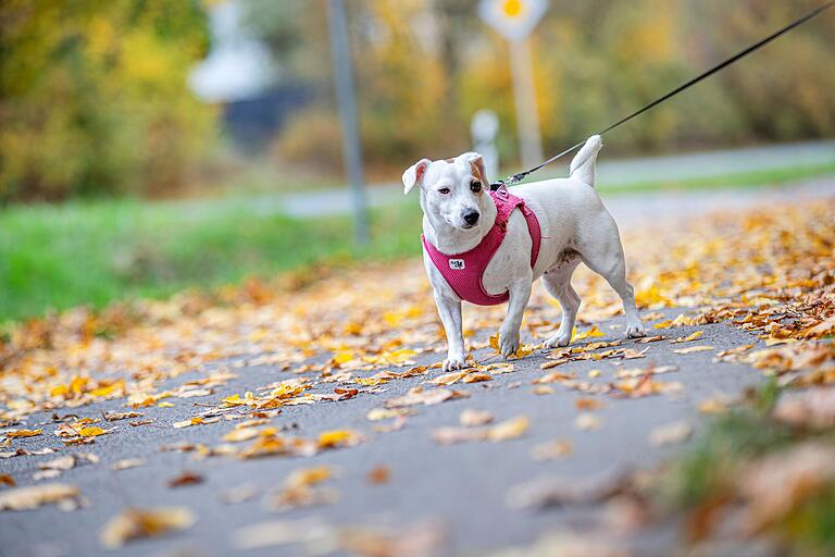 Er macht ganz sicher keinen Winterschlaf: Ein Hund genießt das Herbstlaub beim Gassigehen und wird dies vielleicht auch bei 'Hundewetter' tun.