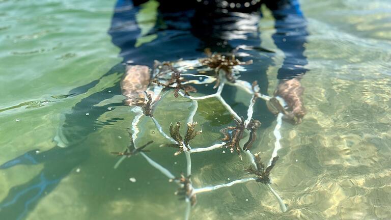 Korallenprojekt in Vietnam - Solche Gestelle werden in einigen Metern Tiefe im Meer positioniert, damit die Korallen wachsen können. Korallenprojekt in Vietnam - Solche Gestelle werden in einigen Metern Tiefe im Meer positioniert, damit die Korallen wachsen können.