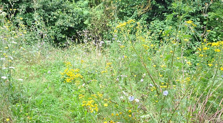 Weniger mähen ist mehr: Eine artenreiche Wiese steht im Juli in voller Blüte. Weniger mähen ist mehr: Eine artenreiche Wiese steht im Juli in voller Blüte.