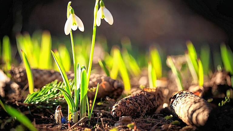 Schneeglöckchen und andere Frühblüher verschönern gerade viele Gärten. Wer jetzt mit der Gartenarbeit beginnt, kann sich das ganze Jahr über prachtvolle Pflanzen freuen. Schneeglöckchen und andere Frühblüher verschönern gerade viele Gärten. Wer jetzt mit der Gartenarbeit beginnt, kann sich das ganze Jahr über prachtvolle Pflanzen freuen.