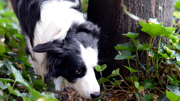 Gefährliche Hundeköder.jpeg       -  Wenn der Hund beim Spaziergang etwas Giftiges frisst, ist schnelles Handeln nötig.