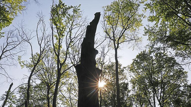 Buchen im Gremberger Wäldchen in Köln       -  Selbst Buchen werden es in Zukunft in Deutschland schwer haben.