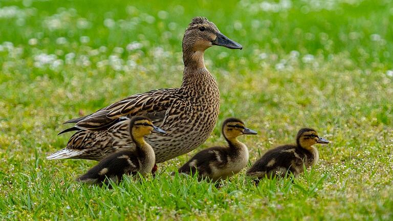 Vor zwei Jahren hat es sich eine Entenmama mit ihrem Nachwuchs im Kitzinger Freibad gemütlich gemacht. Vor zwei Jahren hat es sich eine Entenmama mit ihrem Nachwuchs im Kitzinger Freibad gemütlich gemacht.