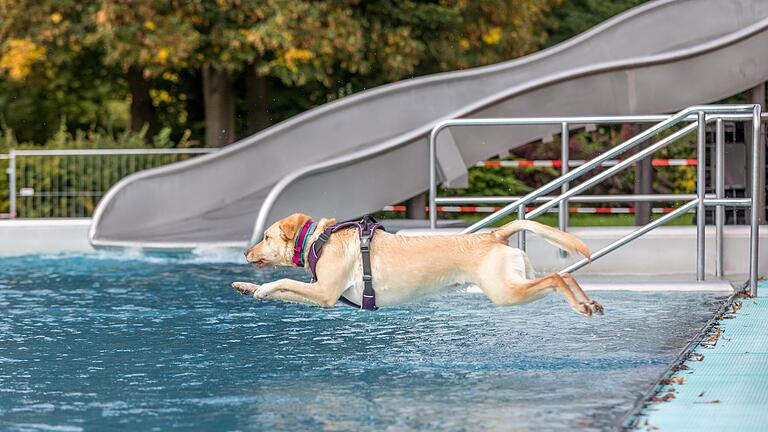 Am Sonntag lädt das Terrassenbad in Frammersbach zum Hundeschwimmen ein. (Symbolbild)