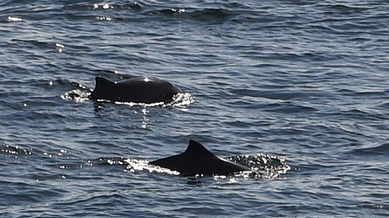 Whalewatching Fehmarnbelt - Eigentlich leben Schweinswale im Meer. (Symbolbild) Whalewatching Fehmarnbelt - Eigentlich leben Schweinswale im Meer. (Symbolbild)