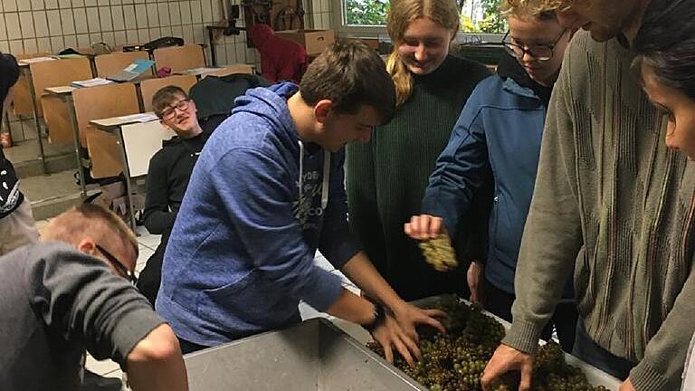 Ausbildung mit Praxisbezug: Die angehenden Winzer und Weintechnologen des aktuellen Berufsgrundschuljahres keltern Wein aus den Trauben des schuleigenen Weinberges. Ausbildung mit Praxisbezug: Die angehenden Winzer und Weintechnologen des aktuellen Berufsgrundschuljahres keltern Wein aus den Trauben des schuleigenen Weinberges.