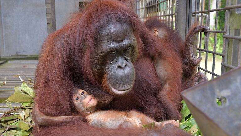 Orang-Utan-Mama Du auf Borneo       -  Supermama Du kümmert sich nun um zwei Kinder - und bekommt im Rettungszentrum Nyaru Menteng Unterstützung.