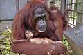 Orang-Utan-Mama Du auf Borneo       -  Supermama Du kümmert sich nun um zwei Kinder - und bekommt im Rettungszentrum Nyaru Menteng Unterstützung.