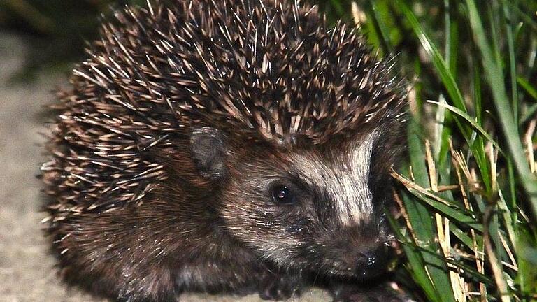 Feinschmecker: Die Igel im Käuzles-Garten mögen lieber Katzenfutter als Haferflocken.