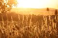 Dürre-Sommer wie 2022 stellen die Landwirtschaft vor besondere Herausforderungen. Das Bild zeigt Felder bei Uffenheim.&nbsp;&nbsp;