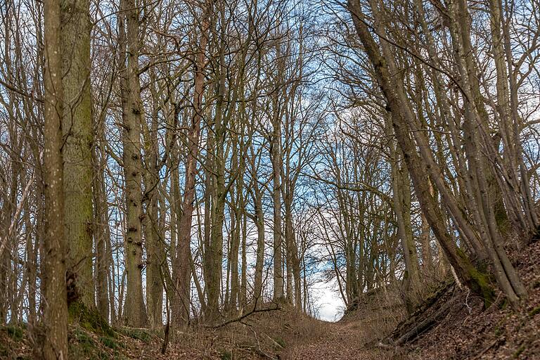 Die Tour führt auch durch den Wald. Die Tour führt auch durch den Wald.
