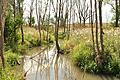 Ein hoher Wasserstand der Saale zwischen Bad Königshofen und Großeibstadt zeigt die Tätigkeit des Bibers.